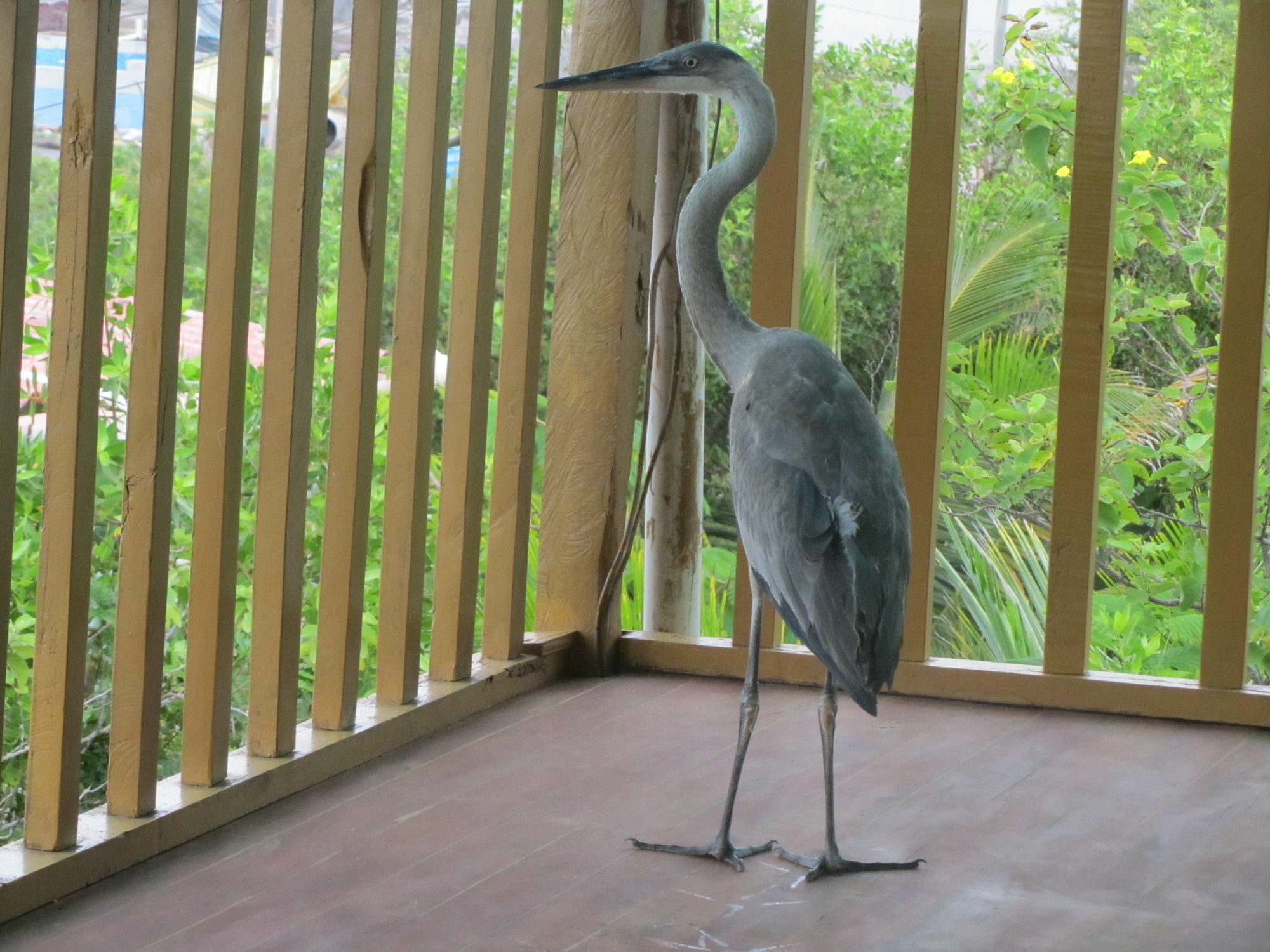 Galapagos Chalet Puerto Ayora  Exteriör bild